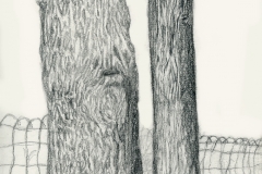 Tree Bark Study