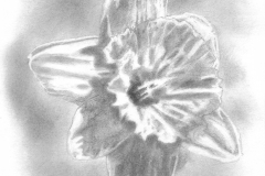 Daffodil