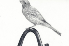 Raspberry Finch